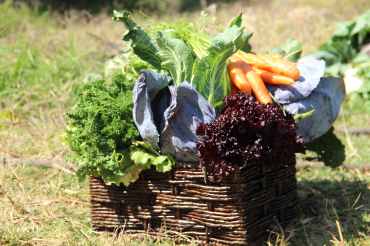 Organic Veg, Fruit & Herb Basket