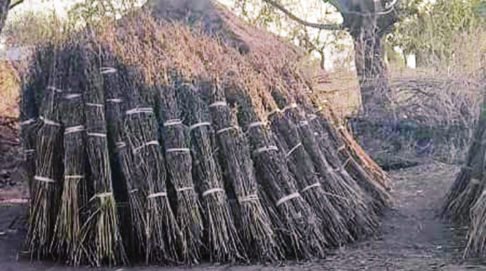 Sesame Farming Project Empowers Young Rural Farmers in Mbire