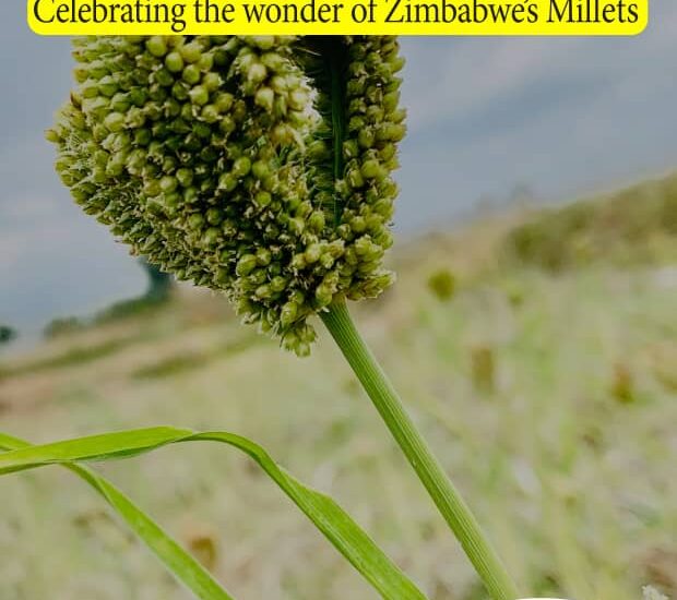 CELEBRATING THE WONDER OF ZIMBABWE'S MILLETS